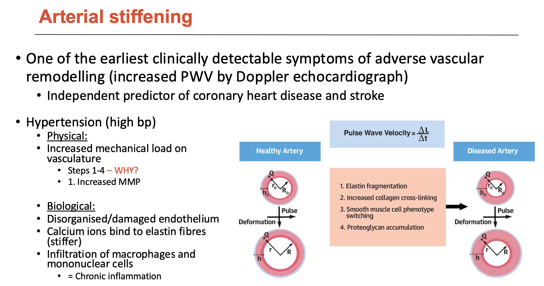 <p>Arterial stiffening is an independent predictor of coronary heart disease and stroke; leads to high BP, which causes:</p><ul><li><p>increased mechanical load on vasculature (<strong>physically</strong>)</p></li><li><p>disorganised/damaged endothelium (<strong>biologically</strong>)</p><ul><li><p>calcium ions bind to elastin fibres (stiffer)</p></li><li><p>infiltration of macrophages ad mononuclear cells = chronic inflammation</p></li></ul></li></ul><p>This stimulates:</p><ul><li><p>elastin fragmentation</p></li><li><p>increased collagen cross-linking</p></li><li><p>SMC phenotype switching</p></li><li><p>proteoglycan accumulation</p></li></ul><p></p>