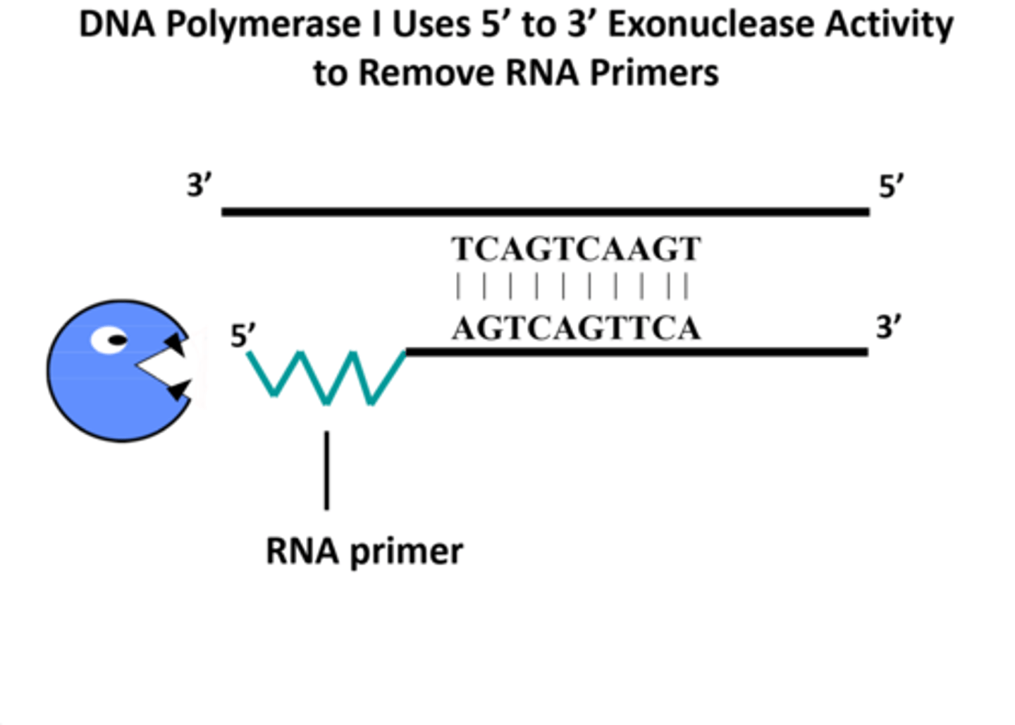 <p>removes RNA primer</p>