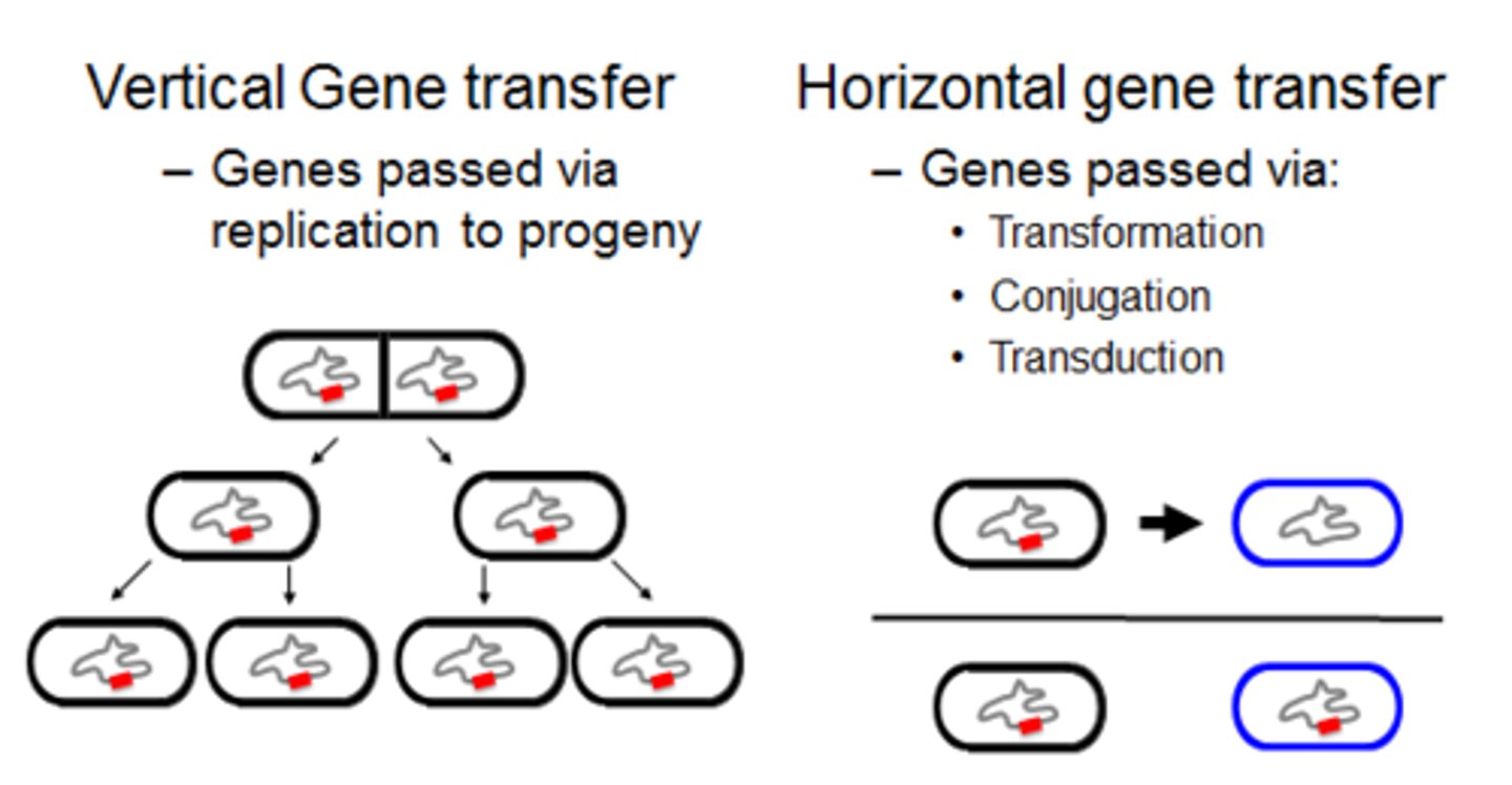 <p>The transfer of DNA from one species to another by conjugation, transformation, or transduction</p><p>new gene transfer causes slowing or stopping of metabolism so that the microbe cannot be harmed by the antibiotic</p>