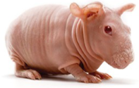 <p>GUINEA PIG (Cavia porcellus)</p><p>Strain</p><p>Colour</p><p>Characteristics</p>
