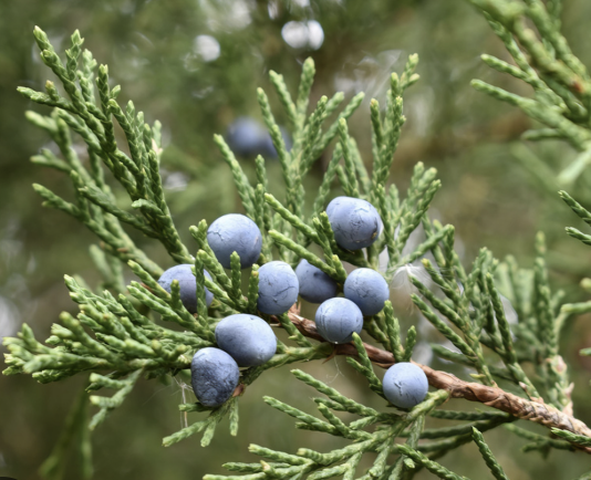 <p>eastern redcedar</p>