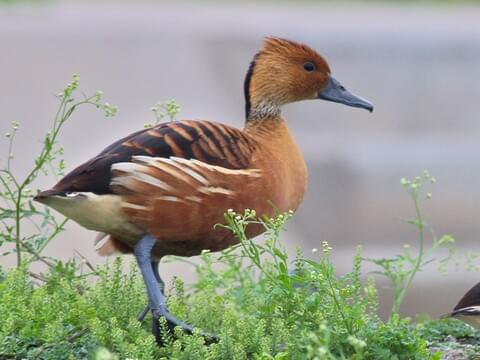 <p>cinnamon colored with black wings</p>