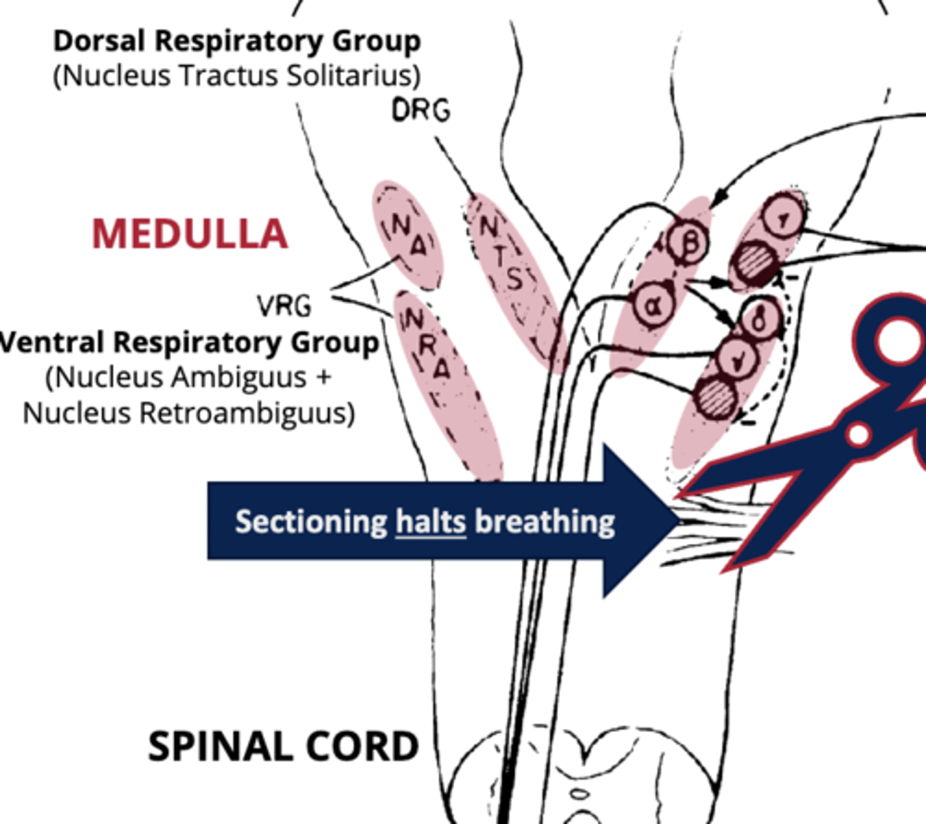 <p>Controls inspiratory and expiratory motor neurons.</p><p>- primarily comprises the Nucleus Ambiguus &amp; Nucleus Retroambiguus.</p>