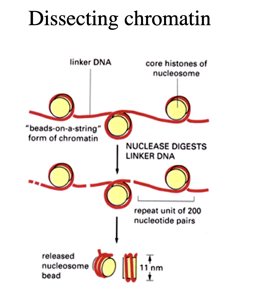 <p>e.g Micrococcal Nuclease (only cuts linker DNA)</p><ul><li><p>release nucleosomes as discrete substructures</p></li><li><p>containing:</p><ul><li><p>fragments of<strong> genomic</strong>&nbsp;DNA&nbsp;</p></li><li><p>strucutrual histone proteins</p></li></ul></li></ul><p></p>