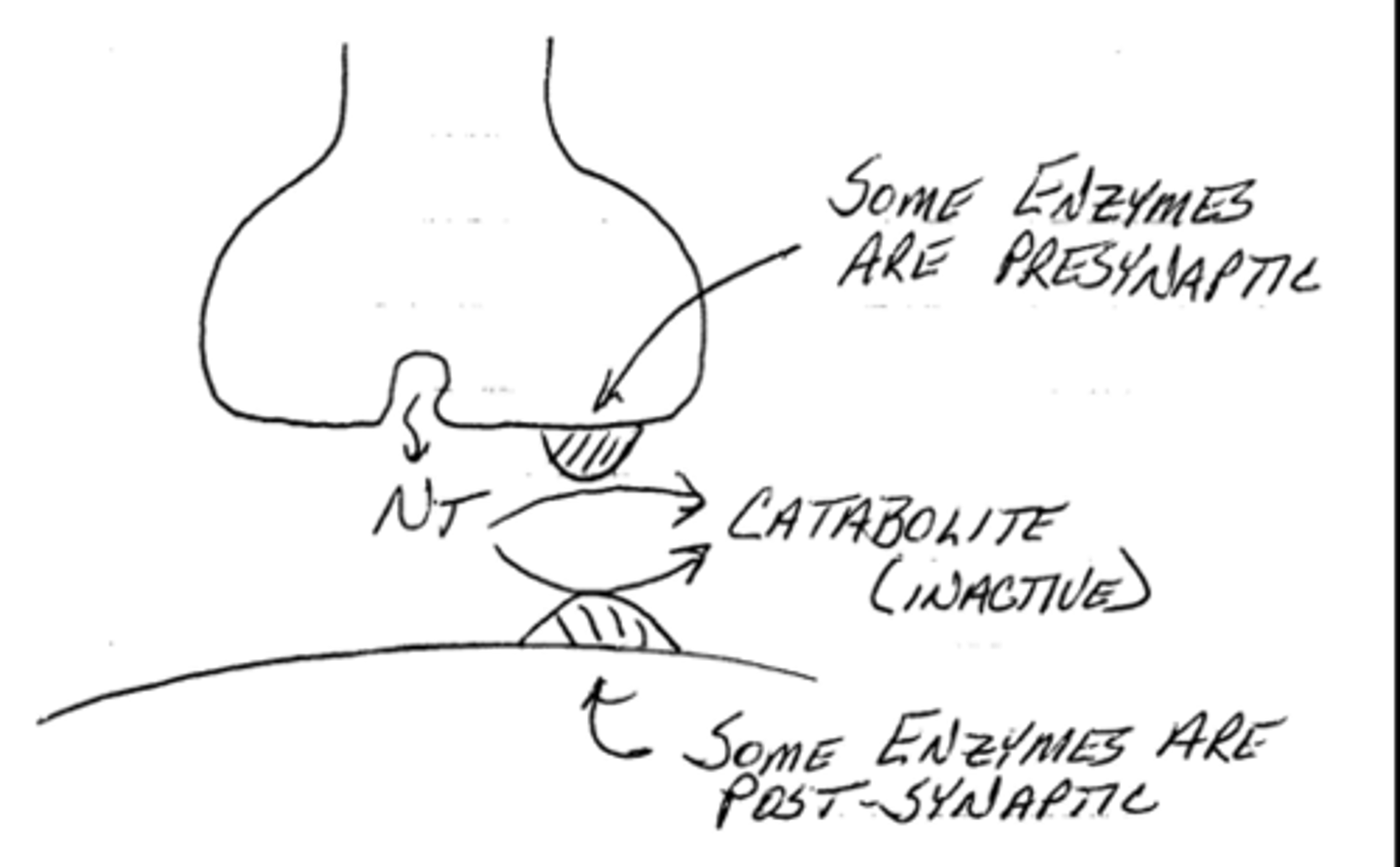 <p>1. reuptake of the neurotransmitter into a presynaptic terminal</p><p>2. catabolic enzymes found on the presynaptic or postsynaptic membrane that inactivate the neurotransmitters</p>