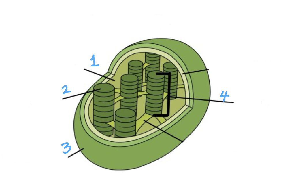 <p>Label </p>