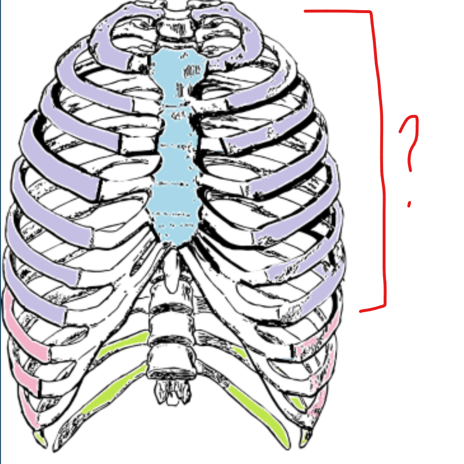<p>first 7, directly attached to the sternum</p>