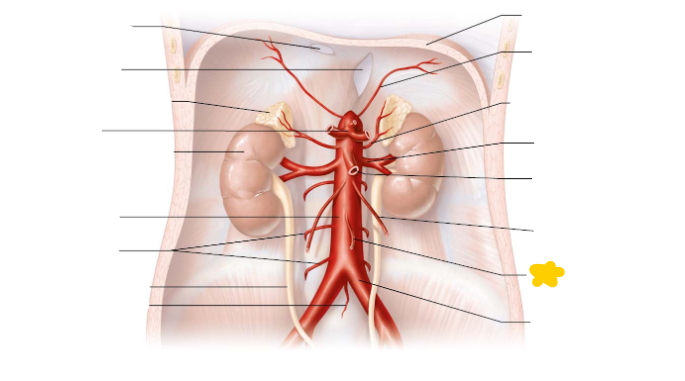 <p>supplies blood to the distal part of the large intestine. </p>