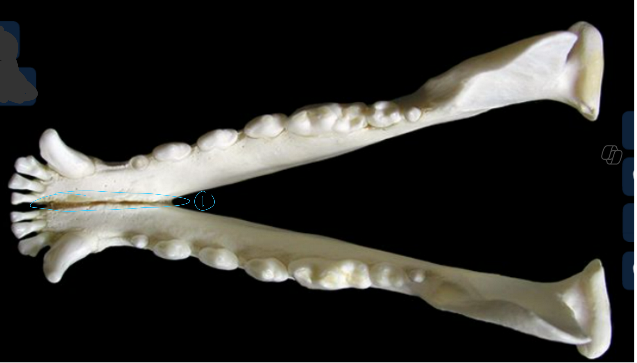 <p>label the dorsal/top view of the canine mandible</p><p></p><p>SPELLING</p>