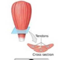 <p>deltoid</p>