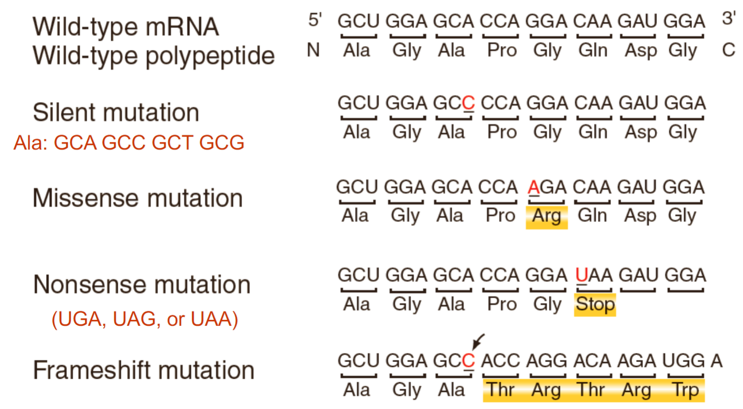 <ul><li><p><strong><u>silent mutation:</u></strong> mutation that doesn’t change amino acid sequence</p></li><li><p><strong><u>missense mutation:</u></strong> mutation that changes amino acid sequence (can be detrimental to protein depending on amino acid replaced)</p></li><li><p><strong><u>nonsense mutation:</u></strong> mutation that causes there to be early stop codon (UGA, UAG, UAA)</p></li><li><p><strong><u>frameshift:</u></strong> change in reading sequence (bc codons read in 3 nucelotides)</p></li></ul>