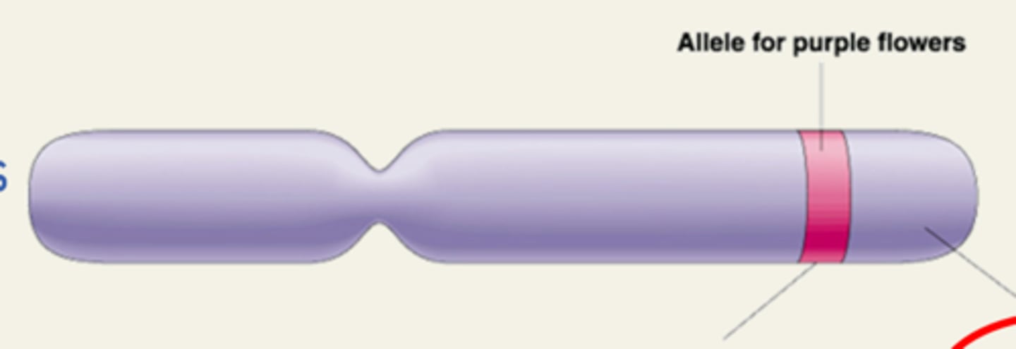 <p>A sequence at a particular locus that codes for a protein </p>