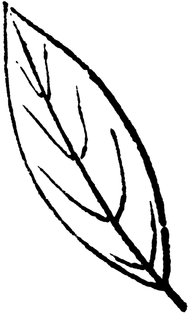 <p>describe the leaf shape</p>