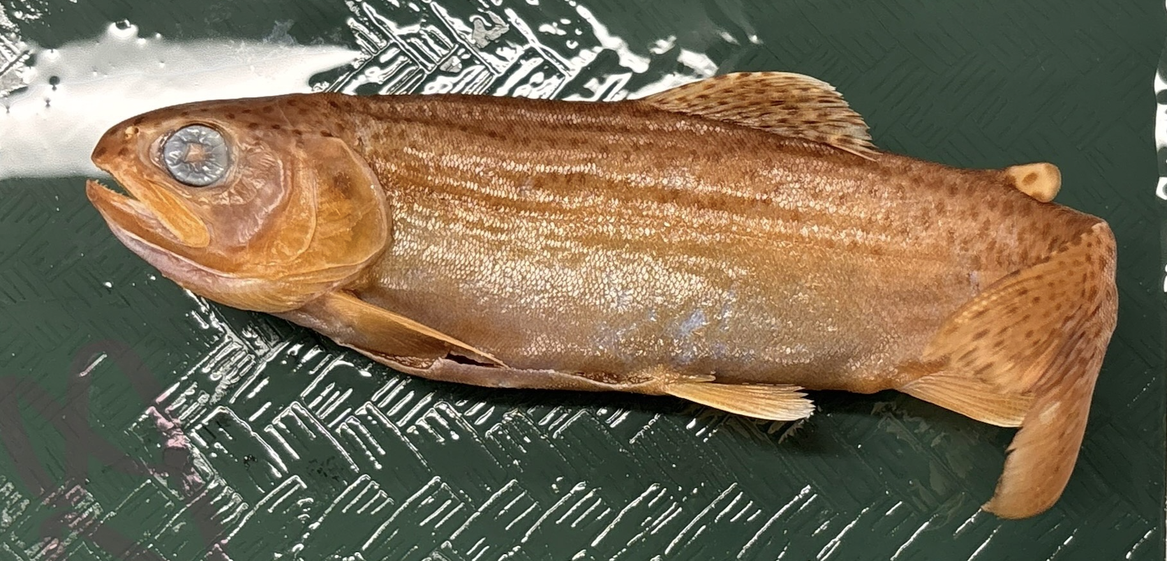 <p>Salmoniformes</p>