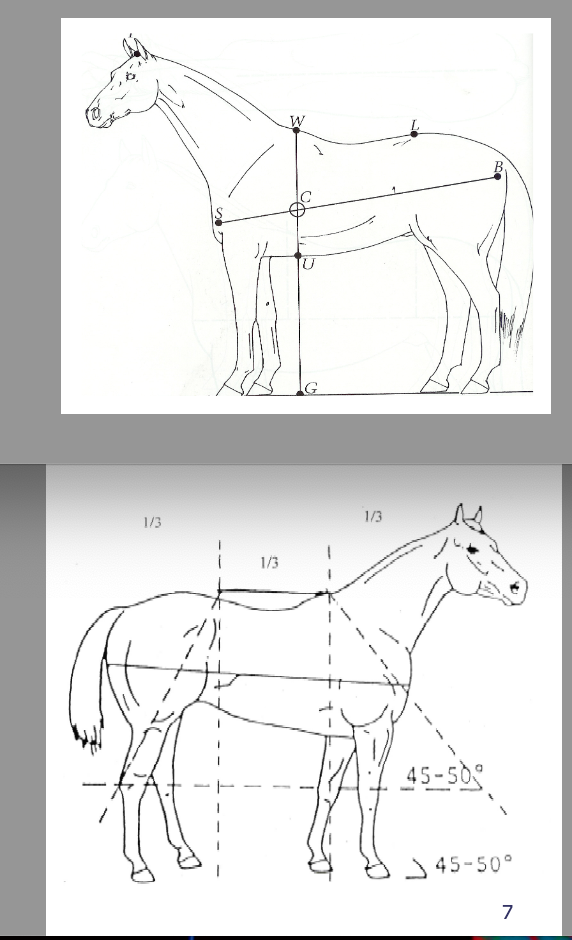 <p>relationship between forehand and hindquarter, between limbs of body, and between left and right halves of body</p><p>Horse can be divided in 3 equal parts (length) = front (muzzle to girth), middle (girth to rear flank), hind (rear flank to tuber ischii)</p><p>1) body length (shoulder to tuber ischii) should be equal or slightly longer than withers height</p><p>2) withers height should be same as rump height</p><p>3) centre of gravity located at intersection of vertical line dropped from withers and line drawn from shoulder to tuber ischii</p>