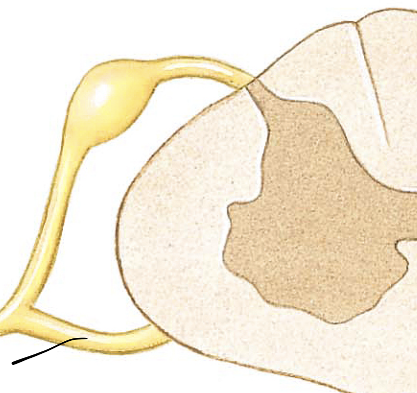 <p><span>the basal branch of each spinal nerve; carries motor neurons</span></p>