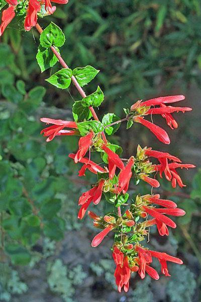 <p>tubular red flower, <span>three flat lower lobes and two joined upper lobes.</span></p><p>heart shaped leaves, thick, waxy, serrated</p>