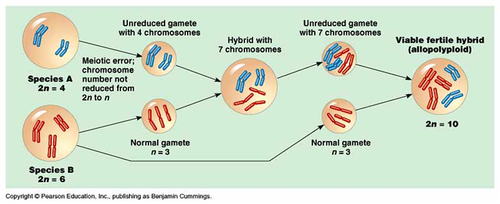 <p>Various mechanisms can change a sterile hybrid into a fertile polyploid known as a(n) _______. They are fertile with each other but can&apos;t interbreed with either parental species- thus they represent a new biological species</p>