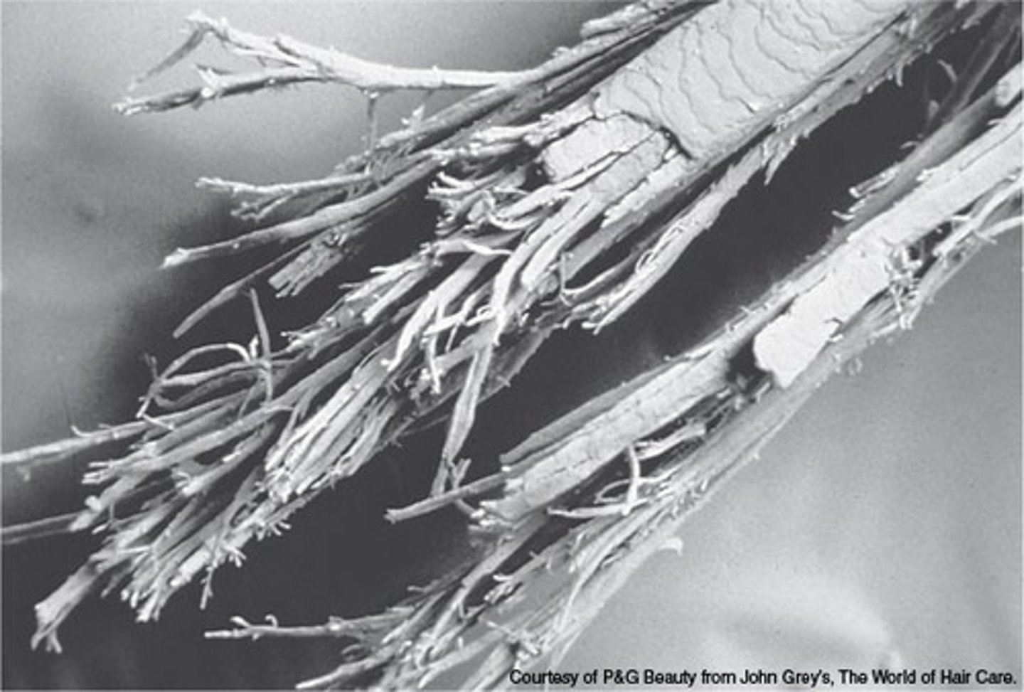<p>technical term for split ends</p>