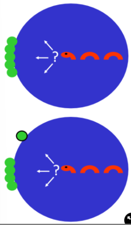 <ul><li><p>moving together as a group to avoid predation</p></li><li><p>benefits the individual but may increase predation risk of group as they are more conspicous</p><ul><li><p>individuals in a group still have a lower mortality than alone</p></li></ul></li></ul>