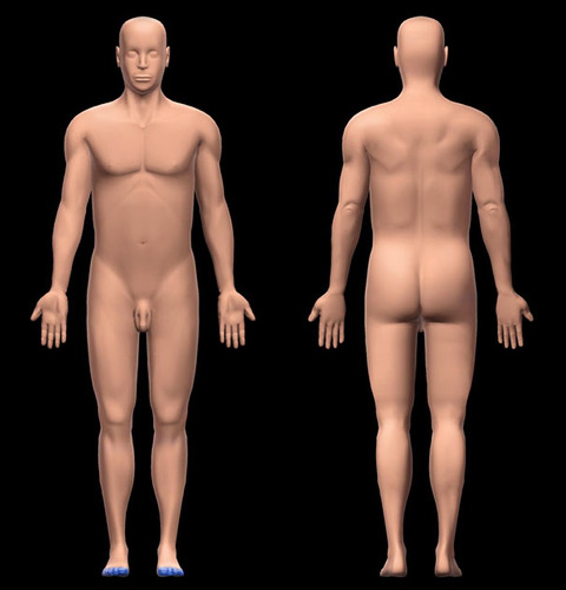 <p>-Location:</p><p>Foot (distal end)</p><p>-Description:</p><p>Distal subdivision of foot</p><p>Includes: great (digit 1 or hallux), second (digit 2), third (digit 3), fourth (digit 4), and fifth or little (digit 5) toes</p><p>Skin, muscle tendons, nerves, and vessels around phalanges of toes</p>