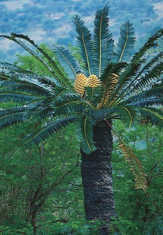 <p>cycad; Modjadji’s palm/cycad; localized distribution in South Africa; grows to approx. 9.2 meters (30 feet) and resembles a palm</p>