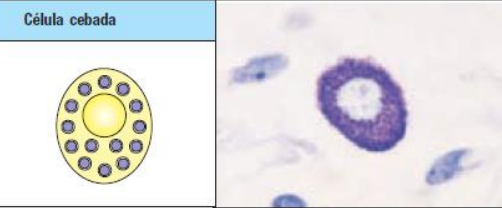 <p>función de la célula cebada</p>