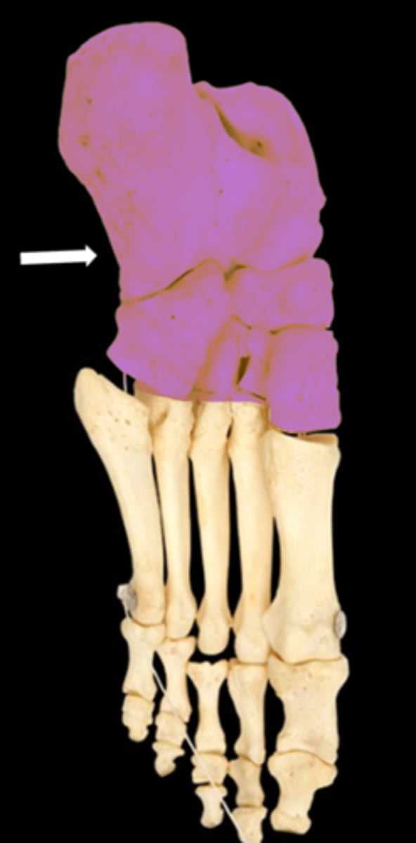 <p>name the bone</p>