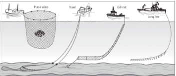 <p><span>the fishing practice in the diagram above that will yield the most fish for the least fishing effort is</span></p>