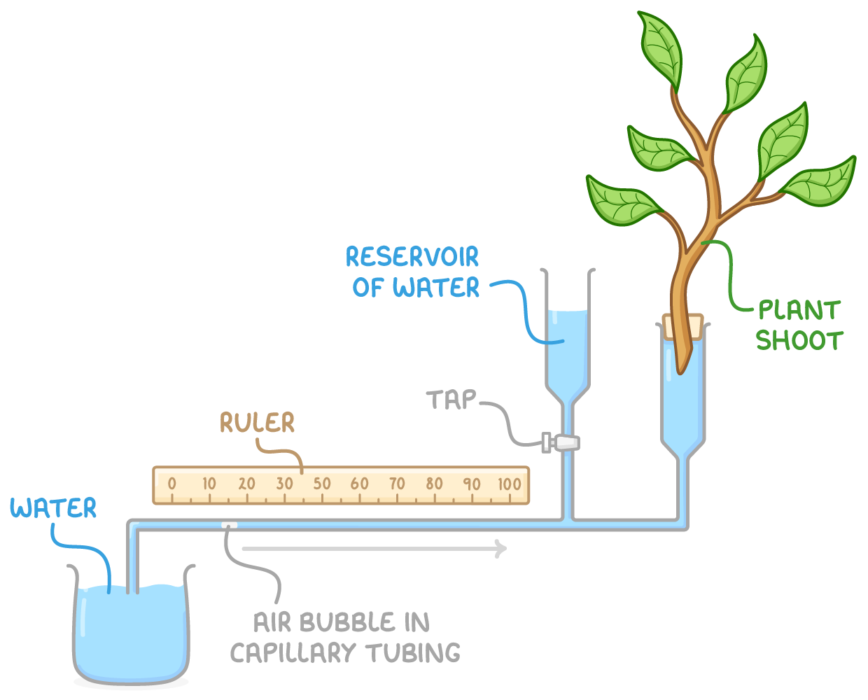 <ol><li><p>cut shoot underwater to prevent air entering xylem and at a slant to increase SA available for water uptake</p></li><li><p>assemble potometer in water and insert shoot underwater so no air can enter</p></li><li><p>remove apparatus from water but keep end of capillary tube submerged in beaker of water</p></li><li><p>check that apparatus is watertight and airtight</p></li><li><p>dry leaves, allow time for shoot to acclimatise and shut the tap</p></li><li><p>remove end of capillary tube from beaker of water until one air bubble has formed then put back into water</p></li><li><p>record starting position of air bubble</p></li><li><p>start stopwatch and measure and record distance moved by bubble per unit time - this is an estimate of the transpiration rate</p></li><li><p>repeat at different LIs/temps/humidity/wind speeds</p></li></ol><p></p>