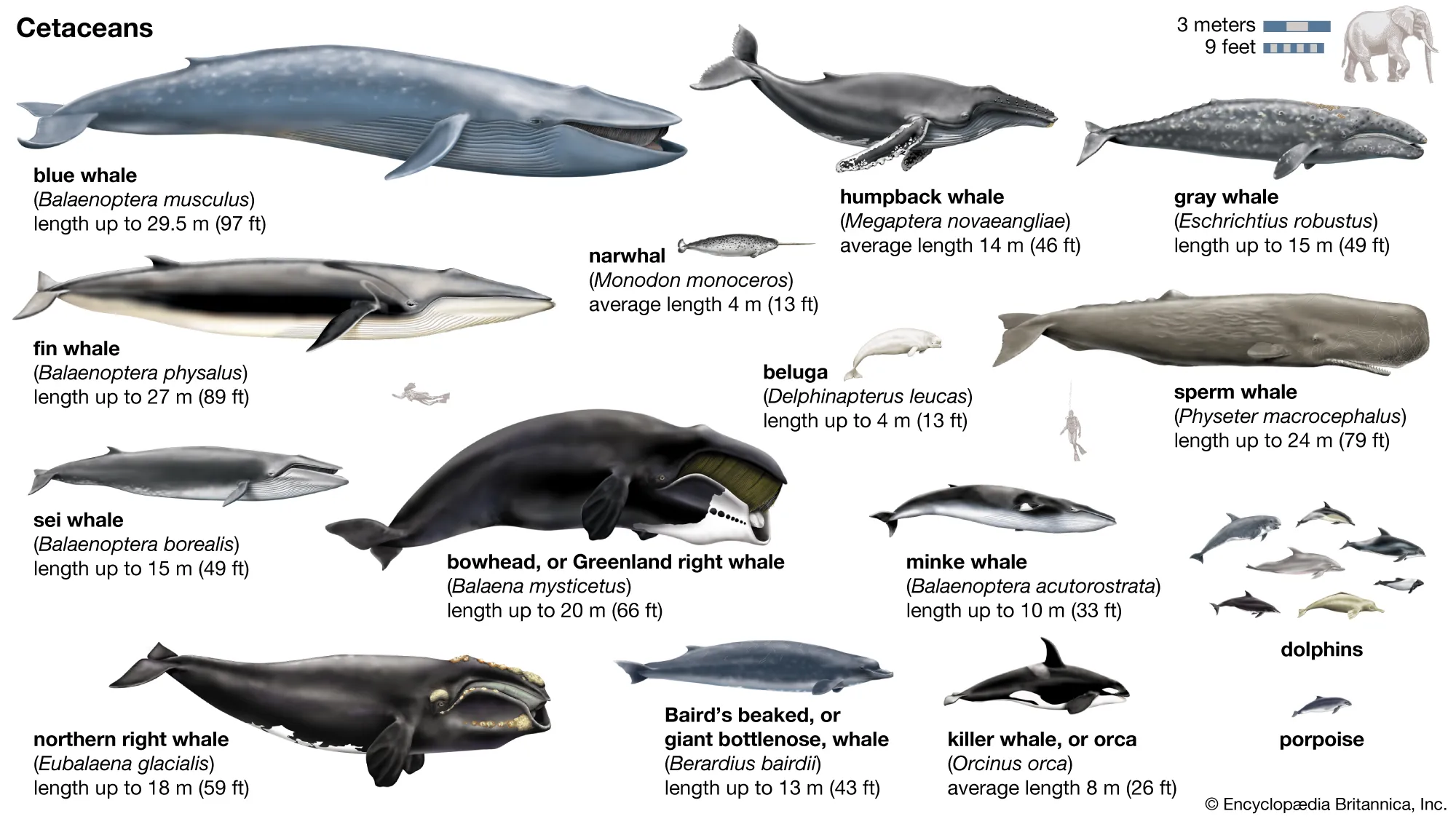 <p>whales, dolphins, porpoises </p>