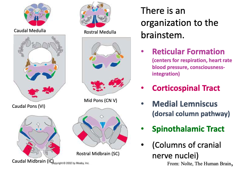 <p>centers for respiration, heart rate blood pressure, consciousness-integration</p>