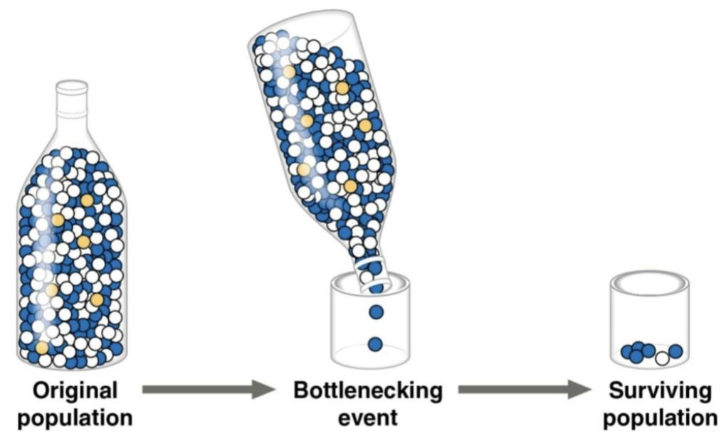 <p>Bottleneck effect</p>