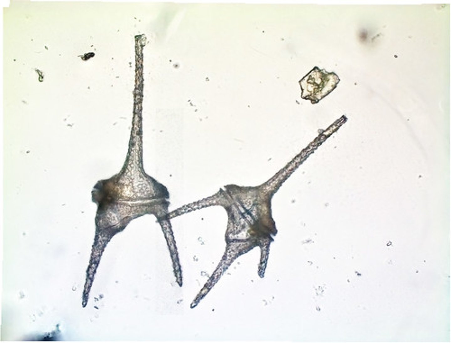 <p>has 2 flagella that spin the cell thru salt water</p><p>covered with cellulose plates</p><p>contains chloroplasts and performs photosynthesis</p><p>ex. Gonyaulux and Ceratium</p>