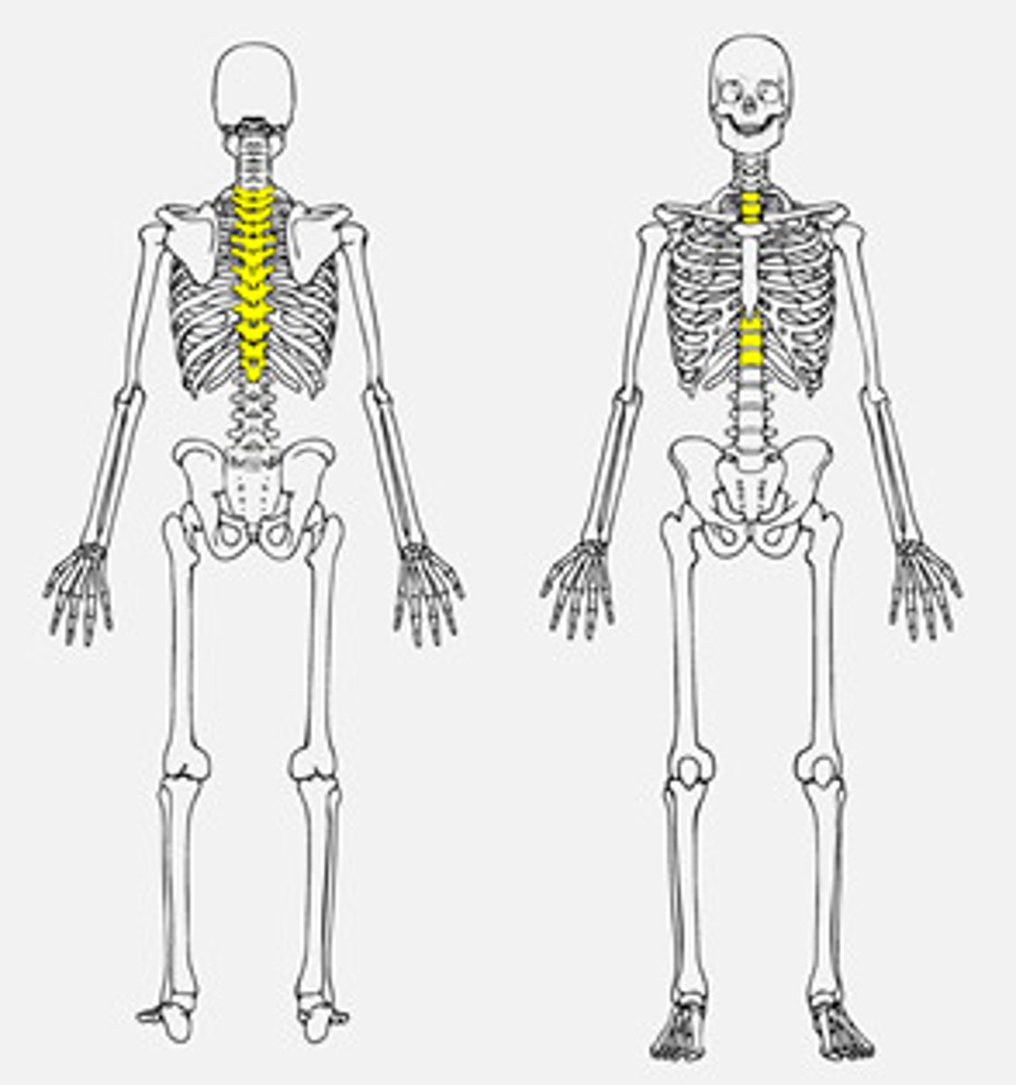 <p>- Collectively known as spinal column (skeletal system)</p>