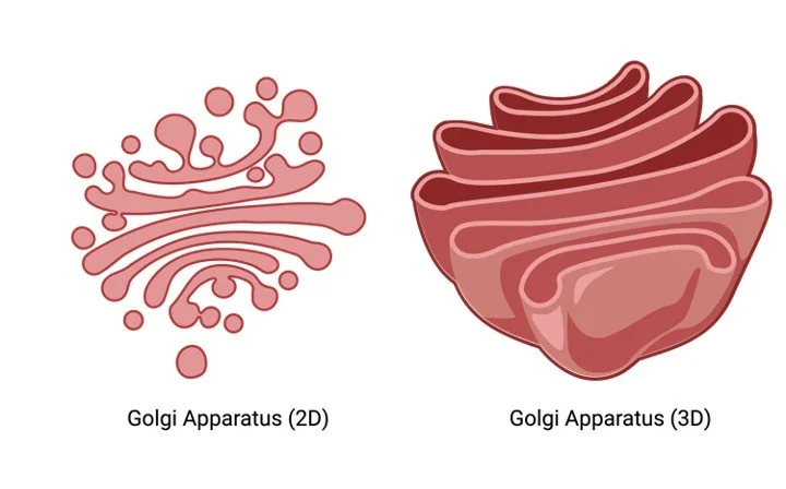 <p>Golgi bodies </p>