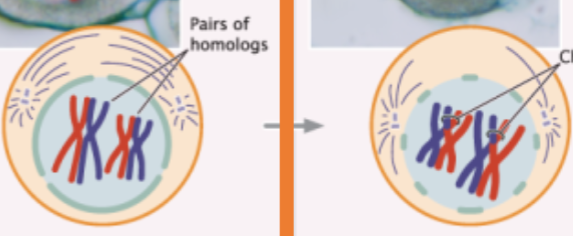 <p>homologous chromosomes pair, crossing over occurs, and nuclear membrane breaks down</p>