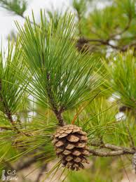 <p>bundles of 3 or 2 per fascicle, egg shaped cones, apophysis reddish brown contrasts with darker scale color, hard pine (yellow)</p>