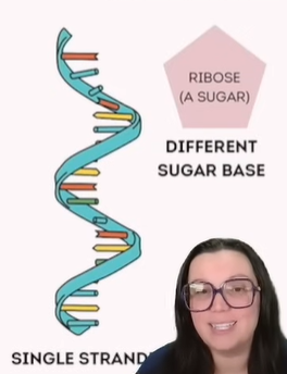<p>A nucleic acid present in all living cells whose principal role is to act as a messenger carrying instructions from DNA for controlling the synthesis of protein.</p><p>Present is both in and outside of the nucleus.</p><p></p><table style="min-width: 50px"><colgroup><col style="min-width: 25px"><col style="min-width: 25px"></colgroup><tbody><tr><th colspan="1" rowspan="1"><p><strong>Feature</strong></p></th><th colspan="1" rowspan="1"><p><strong>RNA (Ribonucleic Acid)</strong></p></th></tr><tr><td colspan="1" rowspan="1"><p><strong>Structure</strong></p></td><td colspan="1" rowspan="1"><p>Single-stranded</p></td></tr><tr><td colspan="1" rowspan="1"><p><strong>Sugar</strong></p></td><td colspan="1" rowspan="1"><p><strong>Ribose</strong> (different from DNA's deoxyribose)</p></td></tr><tr><td colspan="1" rowspan="1"><p><strong>Base Pairing Rule</strong></p></td><td colspan="1" rowspan="1"><p><strong>Adenine pairs with Uracil</strong> (instead of Thymine)</p></td></tr><tr><td colspan="1" rowspan="1"><p><strong>Base Names</strong></p></td><td colspan="1" rowspan="1"><p>Adenine (A), <strong>Uracil (U)</strong>, Cytosine (C), Guanine (G)</p></td></tr><tr><td colspan="1" rowspan="1"><p><strong>Location</strong></p></td><td colspan="1" rowspan="1"><p>Present <strong>inside and outside</strong> the nucleus</p></td></tr><tr><td colspan="1" rowspan="1"><p><strong>Function</strong></p></td><td colspan="1" rowspan="1"><p>Messenger that carries DNA instructions for <strong>protein synthesis</strong></p></td></tr><tr><td colspan="1" rowspan="1"><p><strong>Memory Tip</strong></p></td><td colspan="1" rowspan="1"><p><strong>"Apple under the tree" = A → U</strong></p></td></tr></tbody></table><p></p><p>Pairing Tips:</p><p><strong>A</strong>pple <strong>U</strong>nder the tree</p><p><strong>C</strong>ar in the <strong>G</strong>arage</p><p></p>