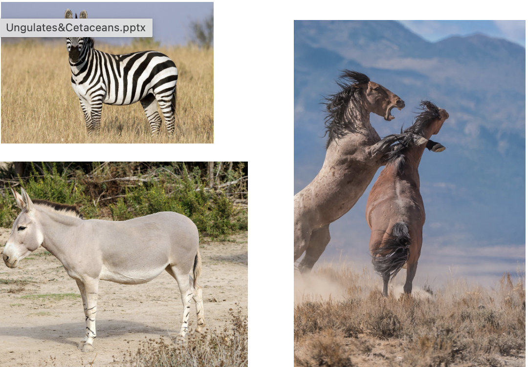 <p>Order? Family? </p>