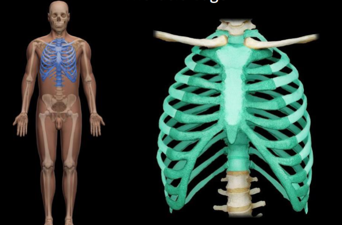 <p>What bone is highlighted in this image?</p>