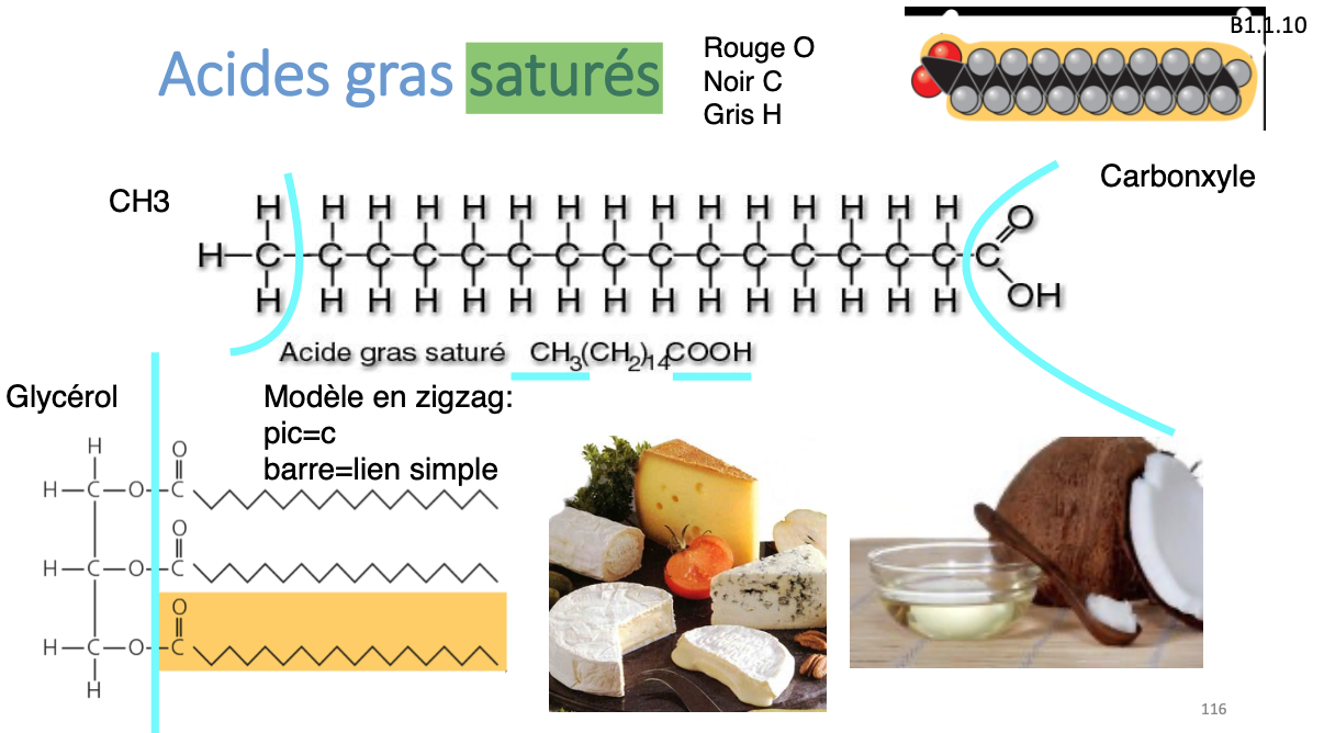 <ul><li><p>pas de liaison chimique double entre C</p></li><li><p>chaine droite</p></li><li><p>graisses animales (beurre)</p></li><li><p>solides à temp ambiante</p></li><li><p>santé cardiovasculaire bad</p></li><li><p>point de fusion haut</p></li></ul><p></p>