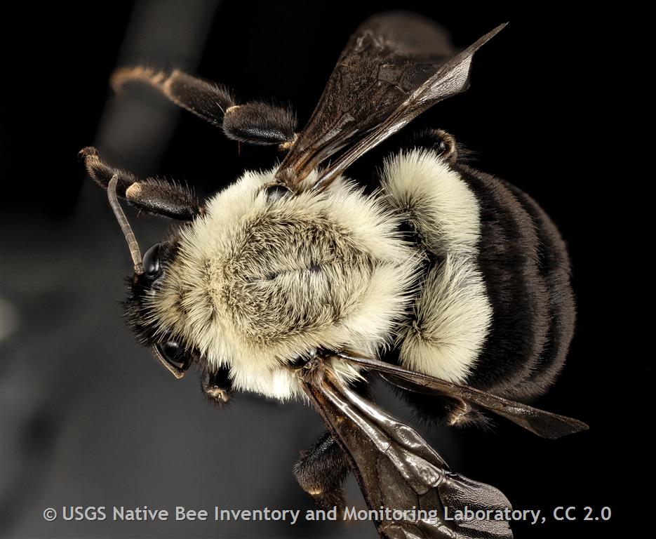 <p>Yellow vertex, clearish wings, short hairs, fuzzy black spot on thorax</p>
