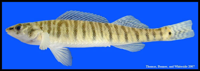 <p>pin stripes, big pectoral fins</p>