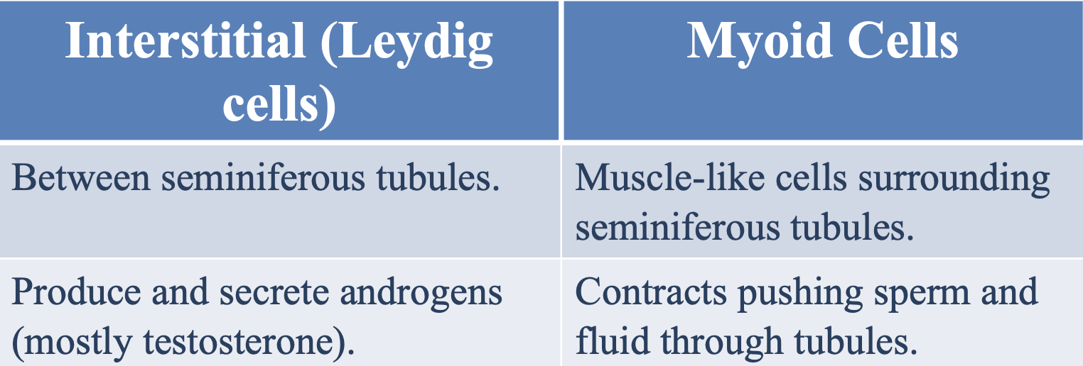 <p>To <strong>produce</strong> and <strong>secrete </strong>androgens (mostly testosterone)</p>