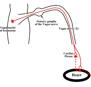 <p>-in either tiny ganglia within the cardiac plexus or within the walls of the atria</p><p>-continue in the plexus to reach the heart</p><p>-postsynaptic parasympathetic neuronal cell bodies in walls of atria have relatively short axons</p>