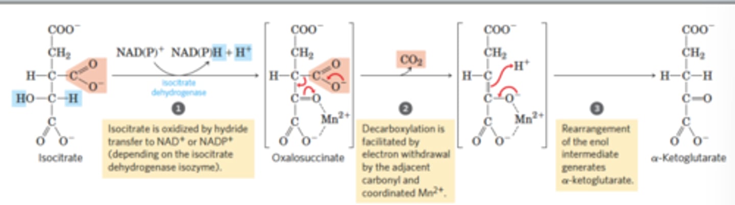 <p>Reactants: Isocitrate + NAD(P)+</p><p>Products: alpha-ketoglutarate + NADH + H+ + CO2</p><p>Enzyme: isocitrate dehydrogenase</p><p>Delta G: -20.9 kJ/mol</p><p>Reversibility: Reversible</p>