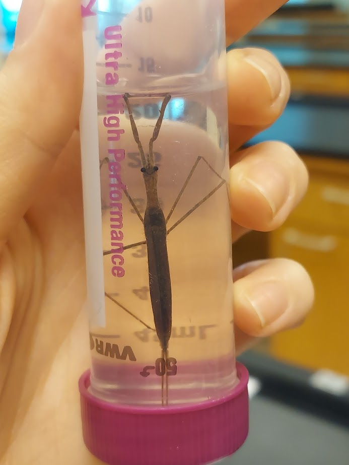<p>Raptorial forelegs</p><p>Abdomen ends in long cylindrical breathing tube</p>