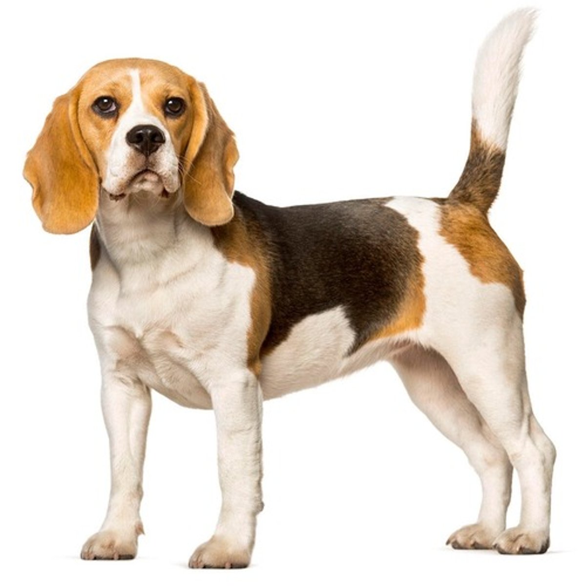 <p>What is this breed? What is it's AKC classification?</p>