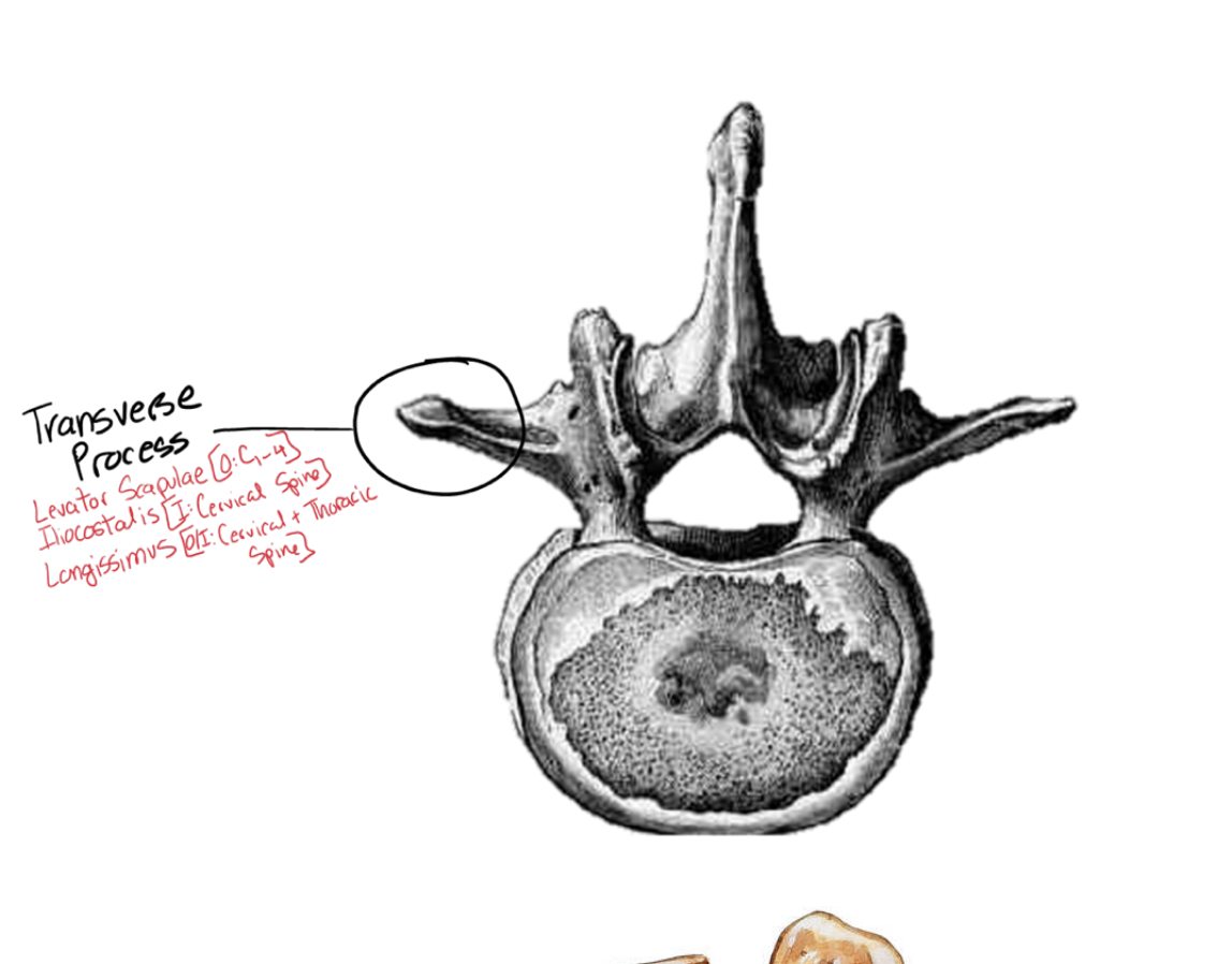 <p>the most lateral part of the vertibrae (all sections)</p><ul><li><p>connects the levator scapulae from (C1-c4)</p></li><li><p>illiocostallis ( found also on the cervical spine)</p></li><li><p>longissimus (cerviacal s pine and thorastic spine)</p></li></ul><p></p>